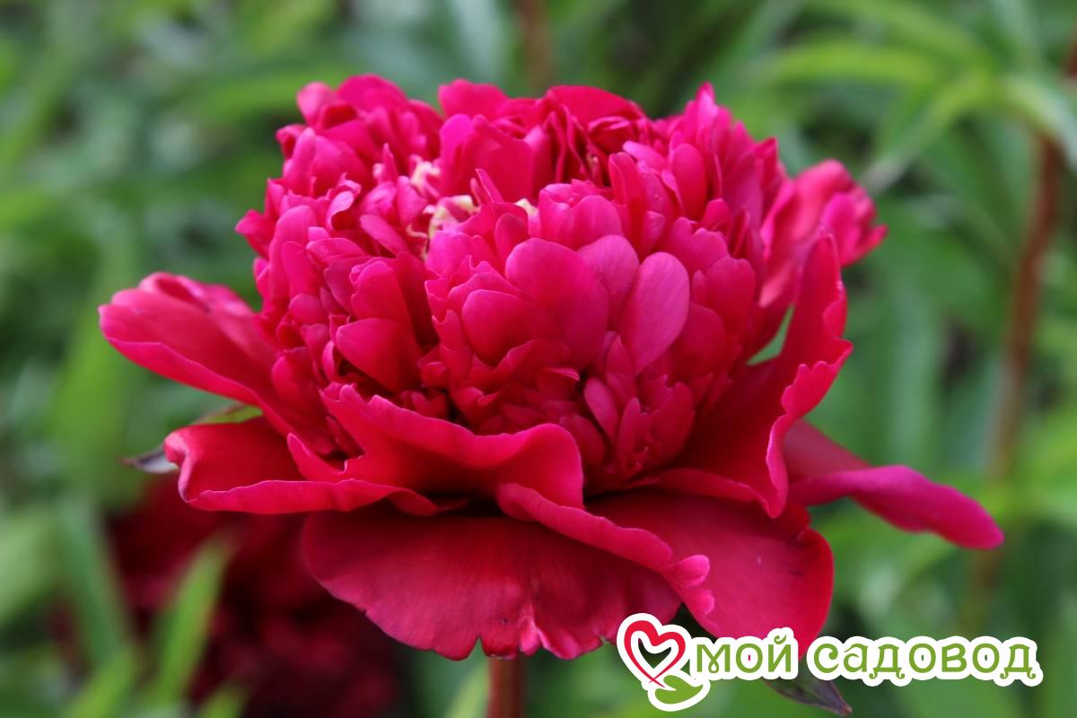 Пион травянистый Биг Бен