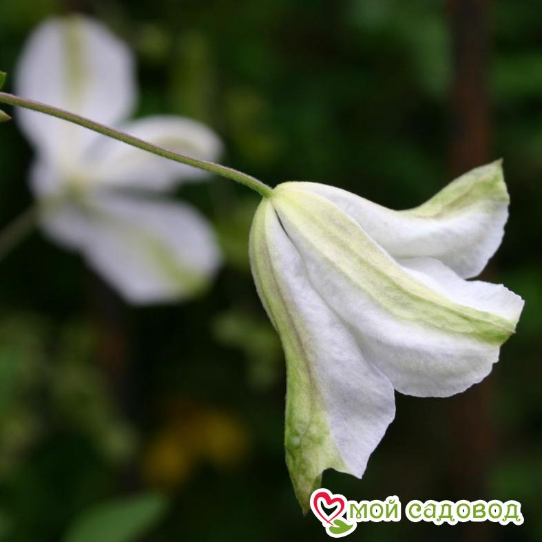 Клематис Алба Люксурианс ЗКС