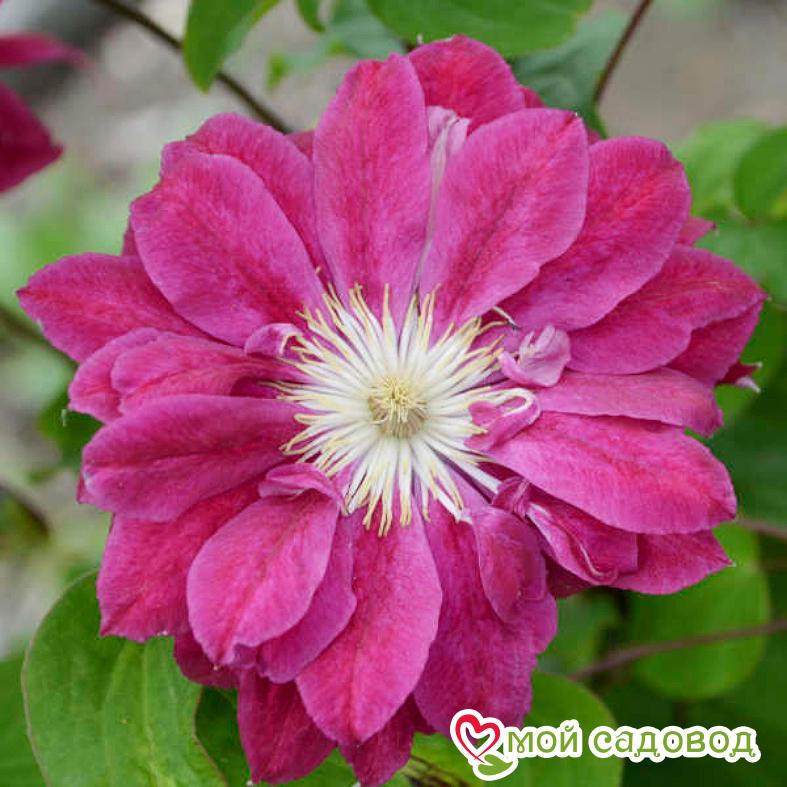 Клематис РЕД СТАР
