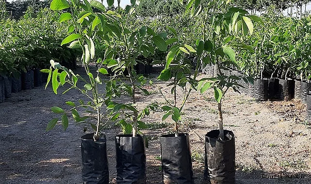 Грецкий Орех Президент